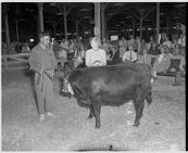 Cow wins award